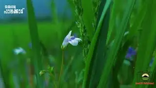 Palakkad is not loud beauty.It is the kind that stays&mdash;in the smell of wet earth after rain,