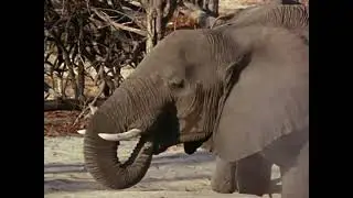 National Geographic Special, Reflections on Elephants (1994)
