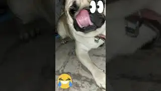 See His Face When He Finding Food By Smell It. 😂😂//Funny Dog 🐶🐕//