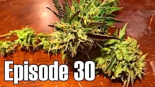 Orange Julius Micro Grow Harvest - Episode 30