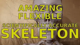 Axis Scientific Full-Size Flexible Skeleton Review, Also Good For Halloween Pros