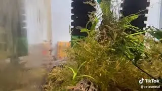Strawberry Rasbora (Boraras naevus)