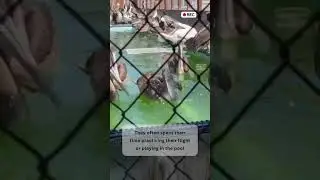 Live BirdCams Capture Unforgettable Moments