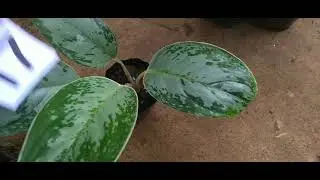 ඔන්න මම ගෙනාවා මගෙ අටවනි සේල් එක(0772677295)🌷🌷🪴🌷🌷💐🌷