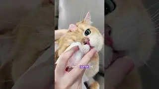 Tear Stains? These Wipes Are Made for Sensitive Cats 👁️🐱 | Easy Eye Cleaning