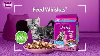 📸🐱 Any pose is perfect because the coat shines beautifully from every angle with Whiskas&reg;. 🌊🐟