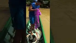 Biggest Cast Net Fishing in Sangkea River