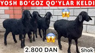 2.800 DAN BO’GOZ QOZI QO’YLAR KELDI — SHOK NARH 😱