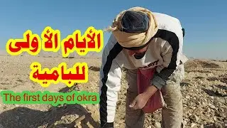 كيف نزرع البامية في الشتاء☝اهم المعاملات بعد الزراعة مباشرة☝