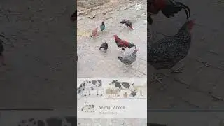 All My Hens with Golden Cock #shorts #cocktail