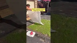 Как взошли семена газона. #свойдом #газон #благоустройствоучастка