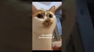 My cat is testing the water & I am waiting for his opinion 🤣 #cat #kitten #funny #catshorts #cute