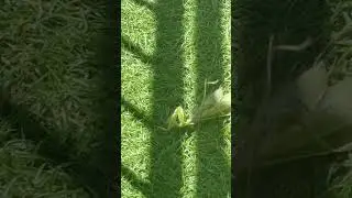 Insects are nature's tiny miracles🪲 #insects #insectworld #shorts #youtubeshorts