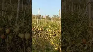 #tomatofield #villagelife #freshvegetables #freshsobji #ytshorts #shortvideo #ytshort #gulimata