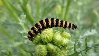 Tyria jacobaeae - chenille / larva - intimidation ? - 2024-07-12 (P7120191)