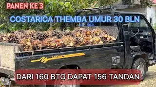 REZEKI PANEN COSTARICA THEMBA DIUMUR 30 BLN #sawit #sawitbuahpasir #viral #fypシ #video #fyp #petani