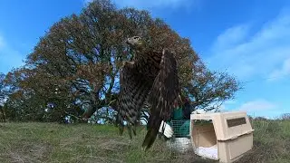 Goshawk Flies Free