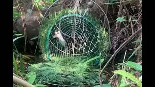 How to hunt waterfowl, How to catch water cock GR-Gi&oacute;