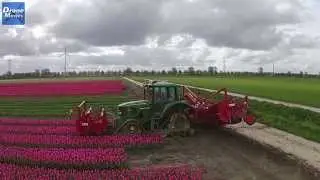 Ronico bv Tulpen koppen