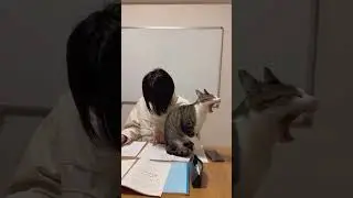 Cat Seeks Attention in a Demanding Way during Owner&rsquo;s Study Time