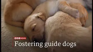 Appeal for guide dog puppy raisers (UK) 3/Jan/2025