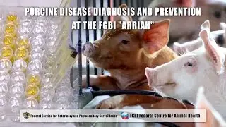 PORCINE DISEASE DIAGNOSIS AND PREVENTION AT THE FGBI 