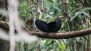 Magnificent riflebird Mating in Malagufuk Tim Laman