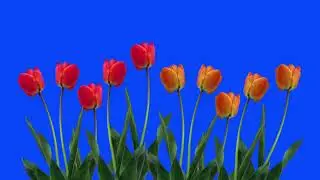 Tulips Flowers Chroma Key Animation [FREE TO USE]