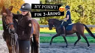 Ny ungponny i träning 😍 | STALLVLOGG
