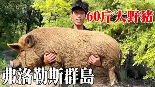 弗洛勒斯群島生存集（1）！挖一人深的坑來捕獵野豬，收穫60公斤大野豬，還收穫超大皮皮蝦！ 【探索兄弟】