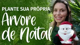 ÁRVORE DE NATAL NATURAL🎄Como fazer o pinheiro durar por muitos natais 🎅🏽