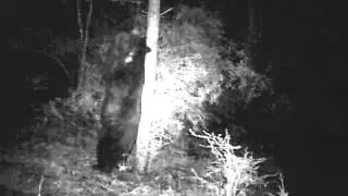 Black Bear and Bobcat Marking a Tree