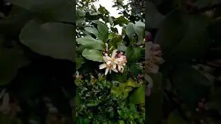 Fiori di limone #nature #flowers #flower #naturelovers #garden #gardening #joy #lemon #sardegna