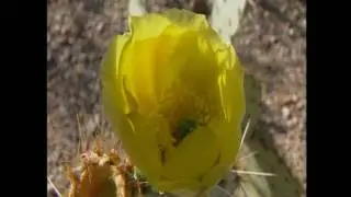 Desert Bloom