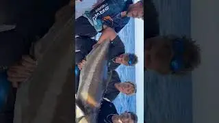 WORLD RECORD 175LB COBIA on SLOW JIGGING! Unbelievable Catch! 🎣🔥
