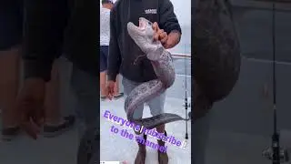 Fishing video video mast dhara video 🐋🐋🐋🐟🐟🐟🐟