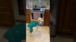 Lester&rsquo;s finest moments😁 #cute #funny #dog