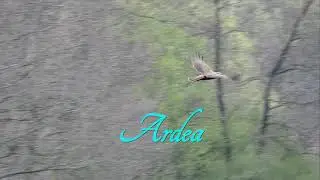 Kaňa močiarna - Circus  aeruginosus