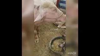 JDC Foundation Eid Ul Adha Qurbai Janwar 2021|| Most AmazingUnique Janwar 2021 || Si Food Corner