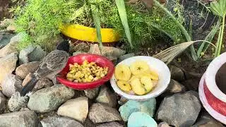 Peaceful Morning with Colorful Birds | Birds Eating Fruits | Calm Nature Video