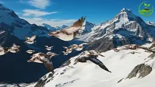 Beautiful Relaxing Music - Stop Overthinking, Stress Relief Music, Sleep Music, Calming Music #4 🌿
