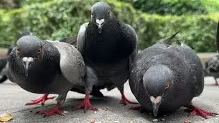 Cat Video - Pigeons In New York City