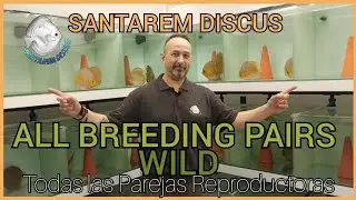 ALL WILD DISCUS BREEDING PAIRS | Santarem Discus
