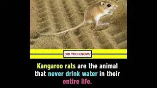 North America, Kangaroo Rat, A rodents Family, Details in description 