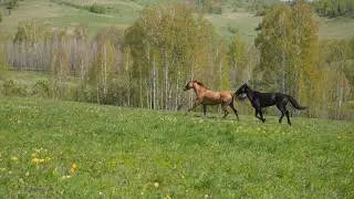4K Peaceful Horse Run &ndash; Tranquil Sounds for Mind & Soul