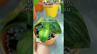 philodendron #mosspole #plantcare #houseplant #paintedlady #houseplantlover