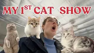 VLOG | Я посетила свою первую выставку кошек... Никто не мог меня к этому подготовить