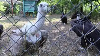 I got to feathered predators ;-) Taigan. Belogorsk. Crimea.