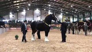 MOORE&rsquo;S GAY GEORGE AT THE SHIRE HORSE SOCIETY NATIONAL SHOW 2018