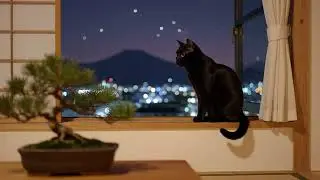 Quiet Nights LoFi: The Best Lo-Fi Music for Peaceful Moments